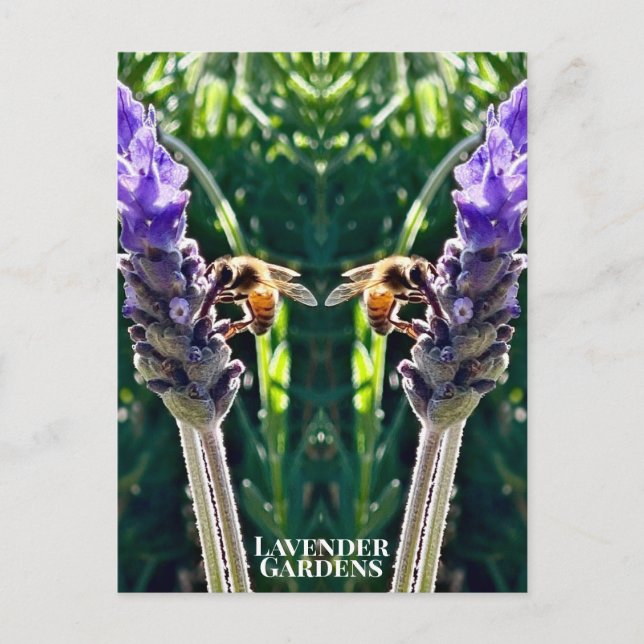 The Lavender & The Bee Postkarte (Vorderseite)