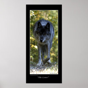 "The Loner" Gray Wolf Foto Poster