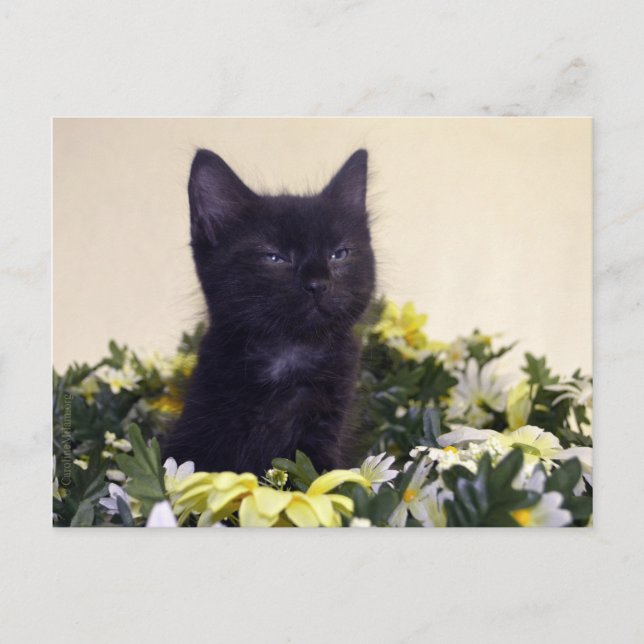 "The Look" Black Kitten Postkarte (Vorderseite)
