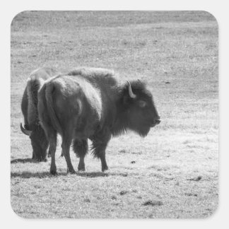 The Mighty Buffalo  Quadratischer Aufkleber