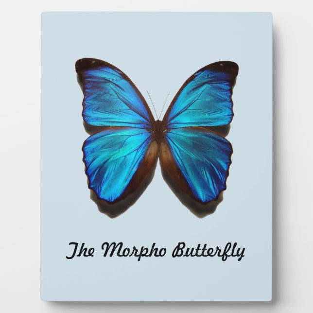 The Morpho Butterfly Fotoplatte (Vorderseite)
