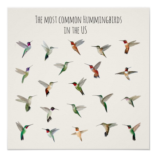 The most common hummingbirds in the US Poster (Vorderseite)