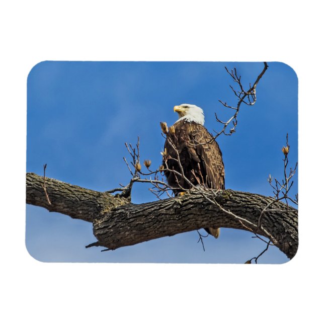 The Noble Bald Eagle Magnet (Horizontal)