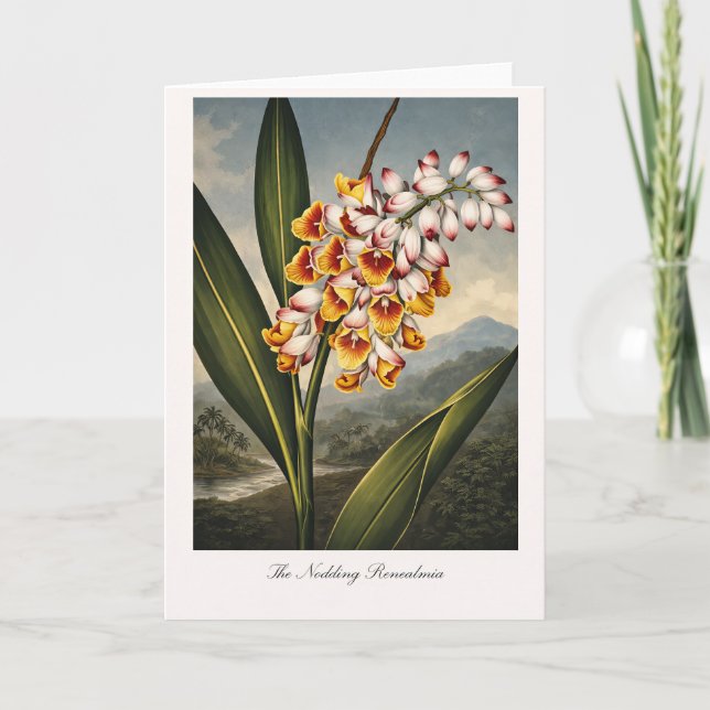 The Nodding Renealmia — Modern Botanical Reinterpr Karte (Vorderseite)