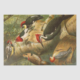 The North American Bird World 1891 Illustration Seidenpapier