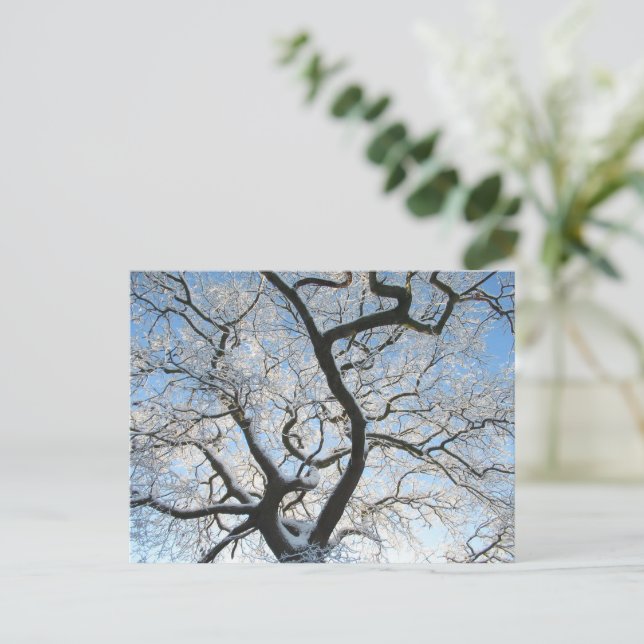 The Oak Tree in Winter Postkarte (Stehend Vorderseite)