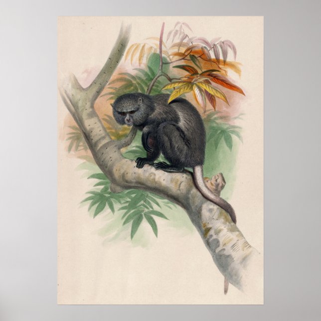 The Pluto Monkey by Joseph Wolf Poster (Vorne)