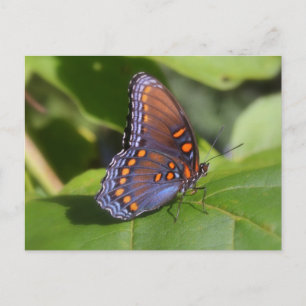 "The Proud One" Schmetterlingsfotografie Postkarte