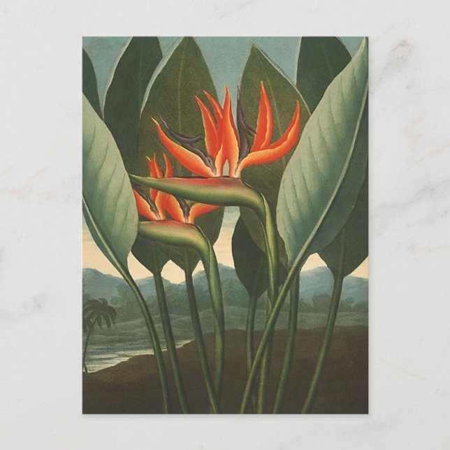 'The Queen (Bird of Paradise)' - Tempel der Flora Postkarte (Vorderseite)