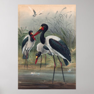 The Saddle-Billed Stork by Joseph Wolf Poster