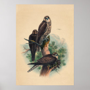 The Saker Falcon by Joseph Wolf Poster