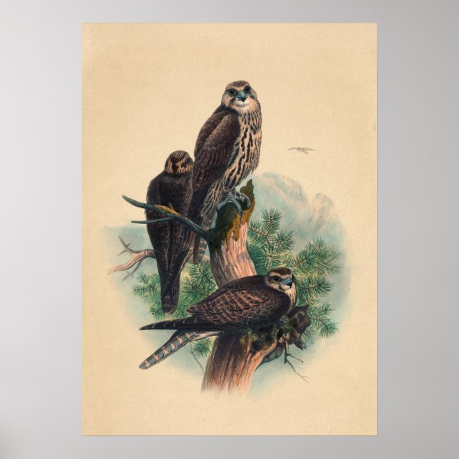 The Saker Falcon by Joseph Wolf Poster (Vorne)