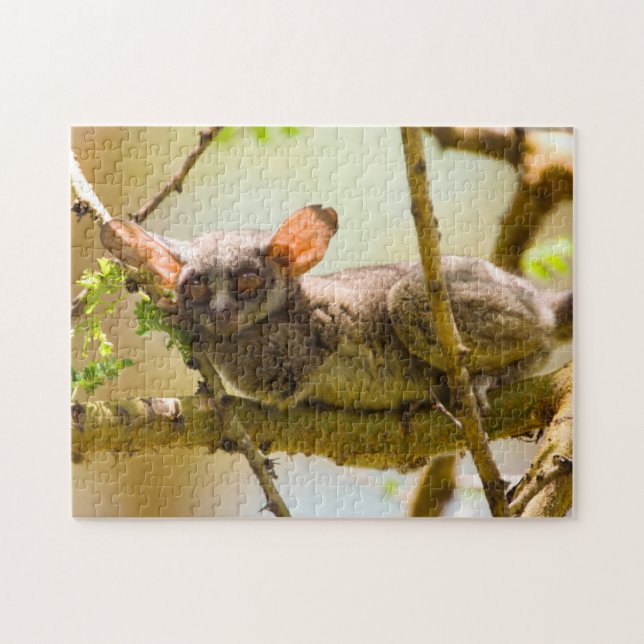 The Senegal Bushbaby (Horizontal)