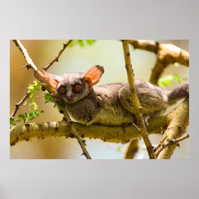 The Senegal Bushbaby Poster (Vorne)