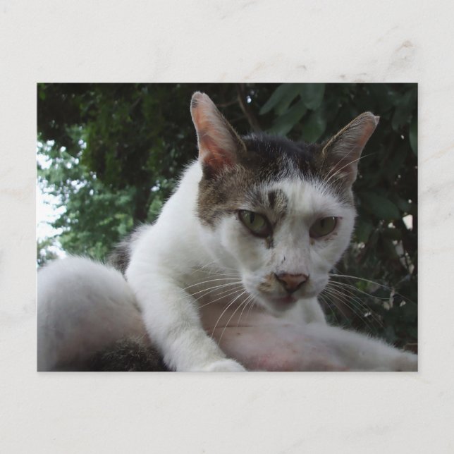 The sharp, piercing gaze of a stray cat. postkarte (Vorderseite)