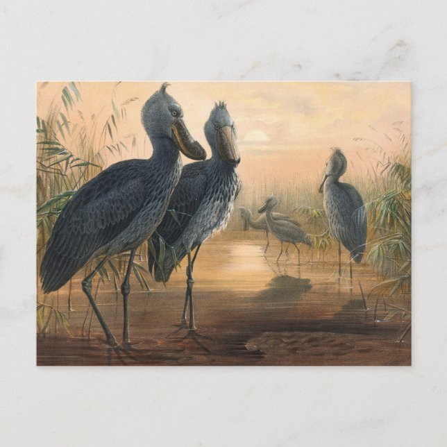 The Shoe Bill von Joseph Wolf Postkarte (Vorderseite)