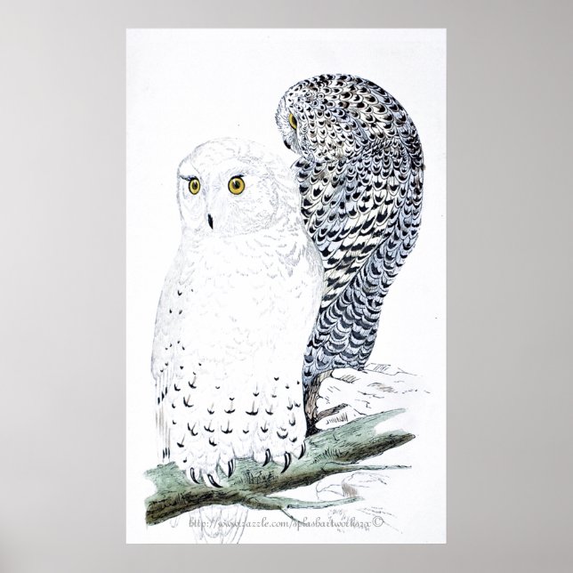 "The Snowy Owl ~offizieller Vogel von Quebec" Poster (Vorne)