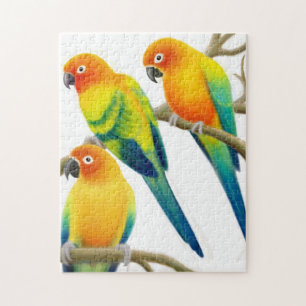 The Sun Conure plappert Puzzlespiel nach