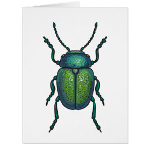 The tansy beetle
