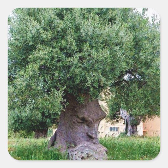 The Thinking Tree in Pugia Quadratischer Aufkleber (Vorderseite)
