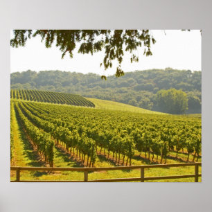The vineyard and a valley with a forest - poster