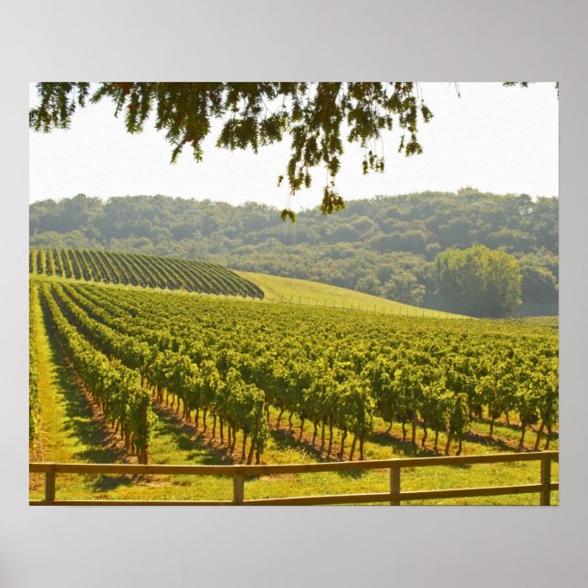The vineyard and a valley with a forest - poster (Vorne)
