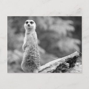 "The Watchman" Postkarte