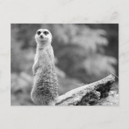 "The Watchman" Postkarte