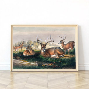 The White-Tailed Deer Poster