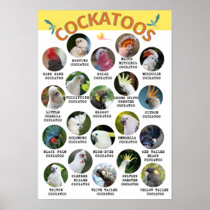 The World of Cockatoos - Printable Poster - B2 und