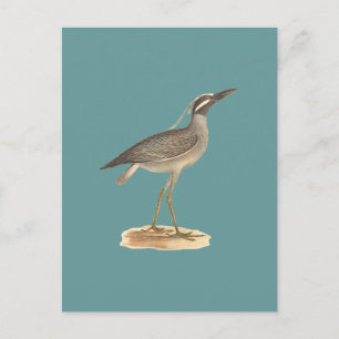 The Yellow-gekrönte Night Heron (Ardea violacea) Postkarte