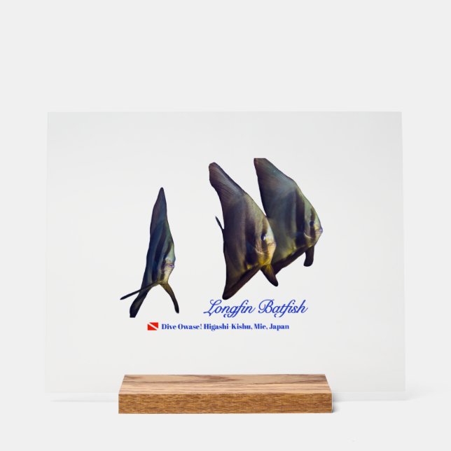 Thee Cute Longfin Batfish Beverage Coaster (Recto)