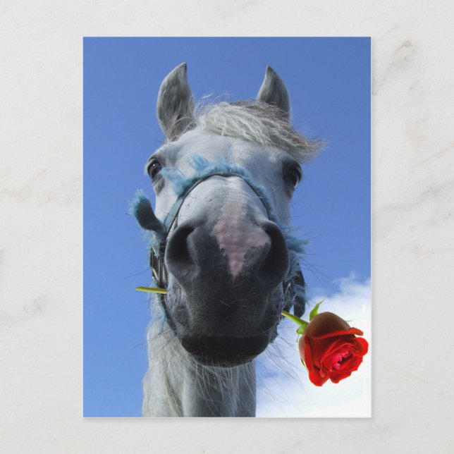 Thema "Liebe von Pferden und Rose" Postkarte (Vorderseite)