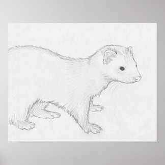 "Theo" Ferret Zeichnend Poster