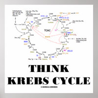Think Krebs Cycle (Citric Acid Cycle - TCAC)