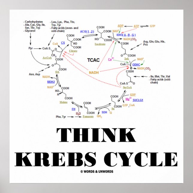 Think Krebs Cycle (Citric Acid Cycle - TCAC) Poster (Vorne)