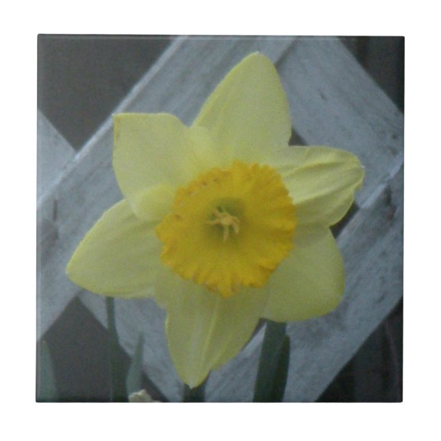 Think Spring! Fliese (Vorderseite)