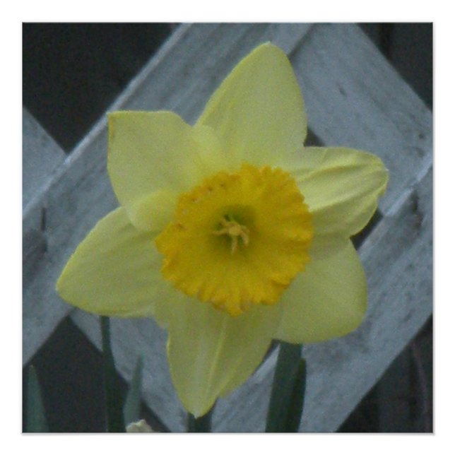 Think Spring! Poster (Vorderseite)