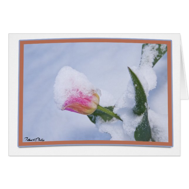Thinking of You Snow Covered Pink Tulip (Devant horizontal)