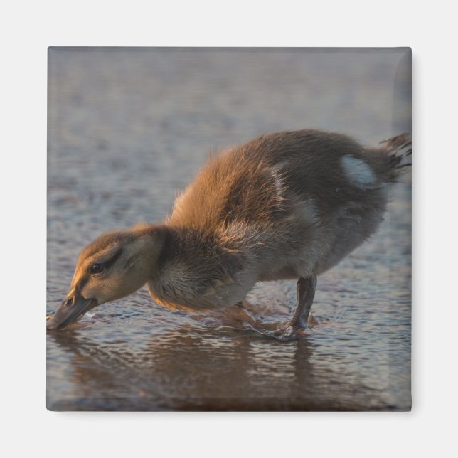 Thirsty Baby Magnet (Vorne)