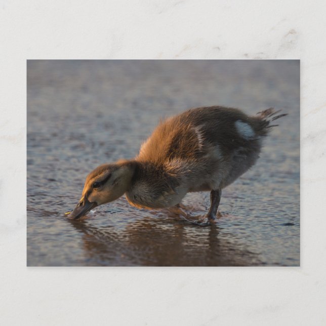 Thirsty Baby Postcard Postkarte (Vorderseite)