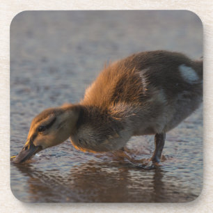 Thirsty Baby Untersetzer