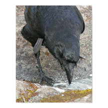 Thirsty Crow Drink Water Fotografie