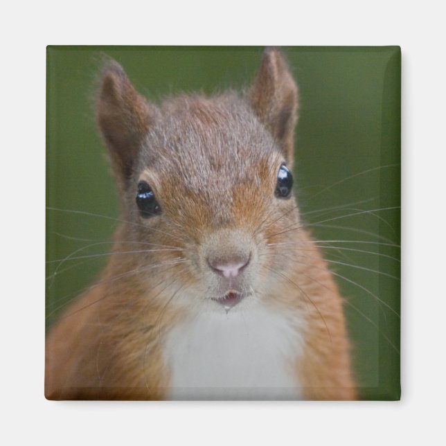 Thirsty Squirrel Magnet (Vorne)