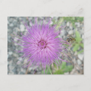 Thistle Blossom & Bee Fly Postcard Postkarte
