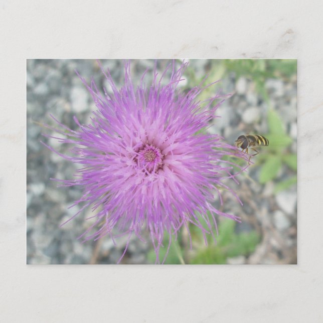 Thistle Blossom & Bee Fly Postcard Postkarte (Vorderseite)
