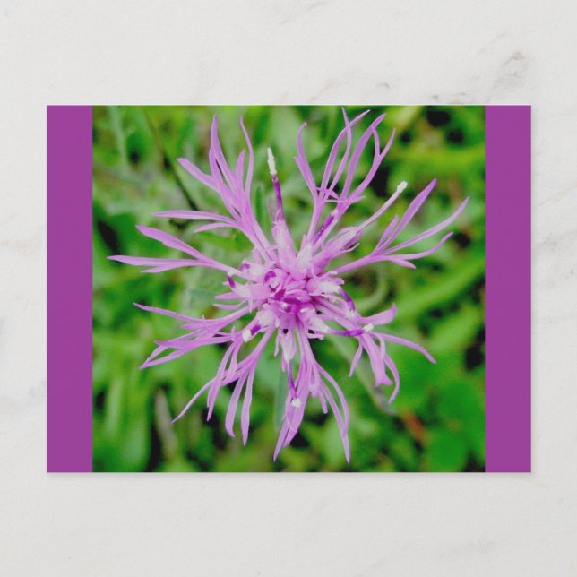 Thistle Blossom Postkarte (Vorderseite)