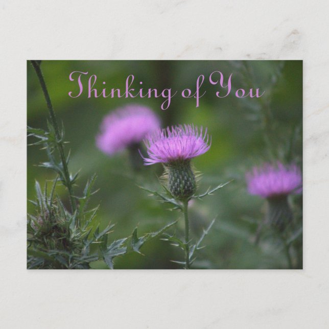 Thistle Blume Denken Sie an Postkarte (Vorderseite)