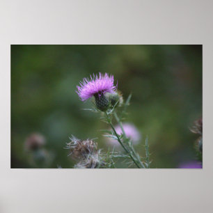 Thistle Blume Poster