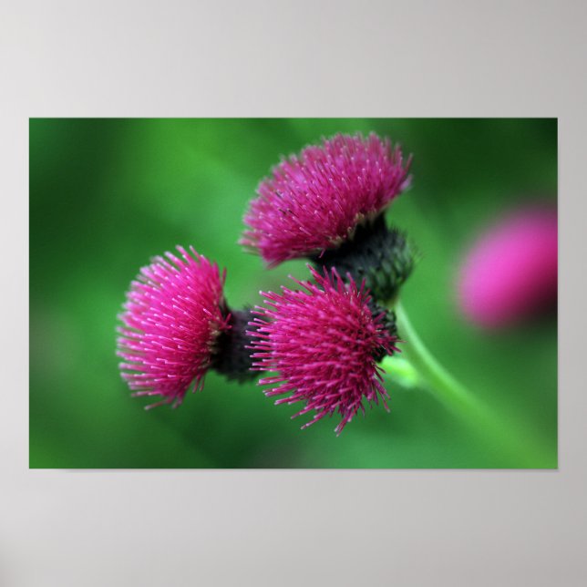 Thistle Blume Poster (Vorne)